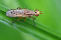 Ilione albiseta