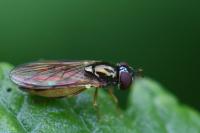 Melanostoma mellinum