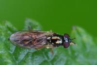 Melanostoma mellinum