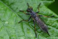 Neomochtherus geniculatus