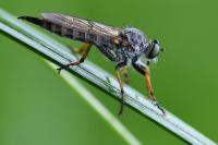 Neomochtherus geniculatus
