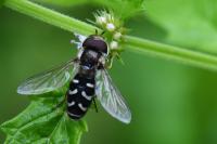 Scaeva pyrastri