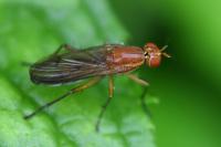 Tetanocera