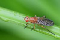 Tetanocera