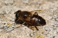 Eristalis tenax