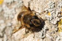 Eristalis tenax