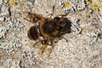 Eristalis tenax