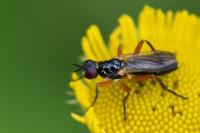 Cordilura albilabris