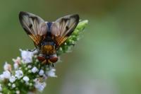 Ectophasia crassipennis