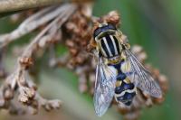 Helophilus trivittatus