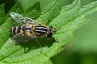 Helophilus trivittatus
