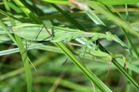 Mantis religiosa