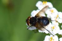 Phasia aurigera