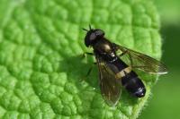 Pyrophaena rosarum