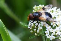 Volucella pellucens