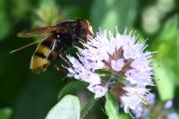 Volucella zonaria
