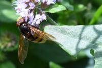 Volucella zonaria