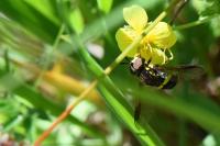 Chrysotoxum bicinctum