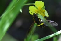 Chrysotoxum bicinctum