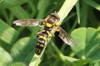 Sphaerophoria scripta