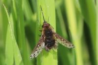 Bombylius medius