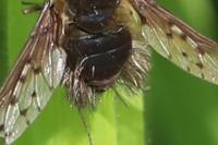 Bombylius medius