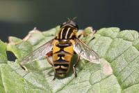 Helophilus pendulus