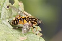 Helophilus pendulus