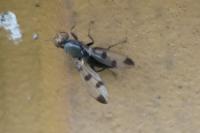 Geomyza tripunctata
