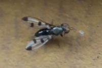 Geomyza tripunctata