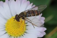 Episyrphus balteatus