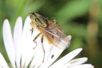 Scathophaga stercoraria