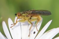 Scathophaga stercoraria