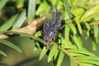 Calliphora vicina