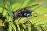 Calliphora vicina