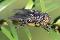Calliphora vicina