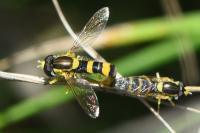 Sphaerophoria scripta