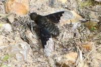 Hemipenthes morio