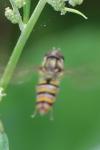 Episyrphus balteatus