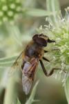 Eristalis tenax