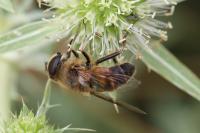 Eristalis tenax