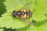 Helophilus pendulus