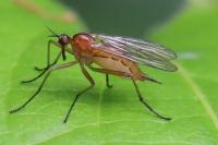Empis stercorea