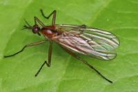 Empis stercorea