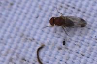 Drosophila suzukii
