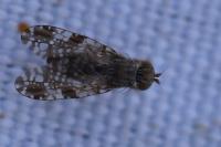 Tephritis vespertina