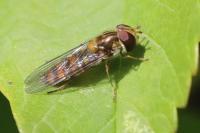 Episyrphus balteatus