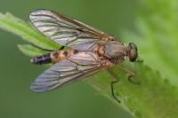 Rhagio tringarius