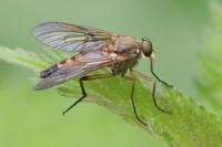 Rhagio tringarius