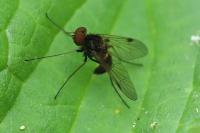 Chrysopilus cristatus
